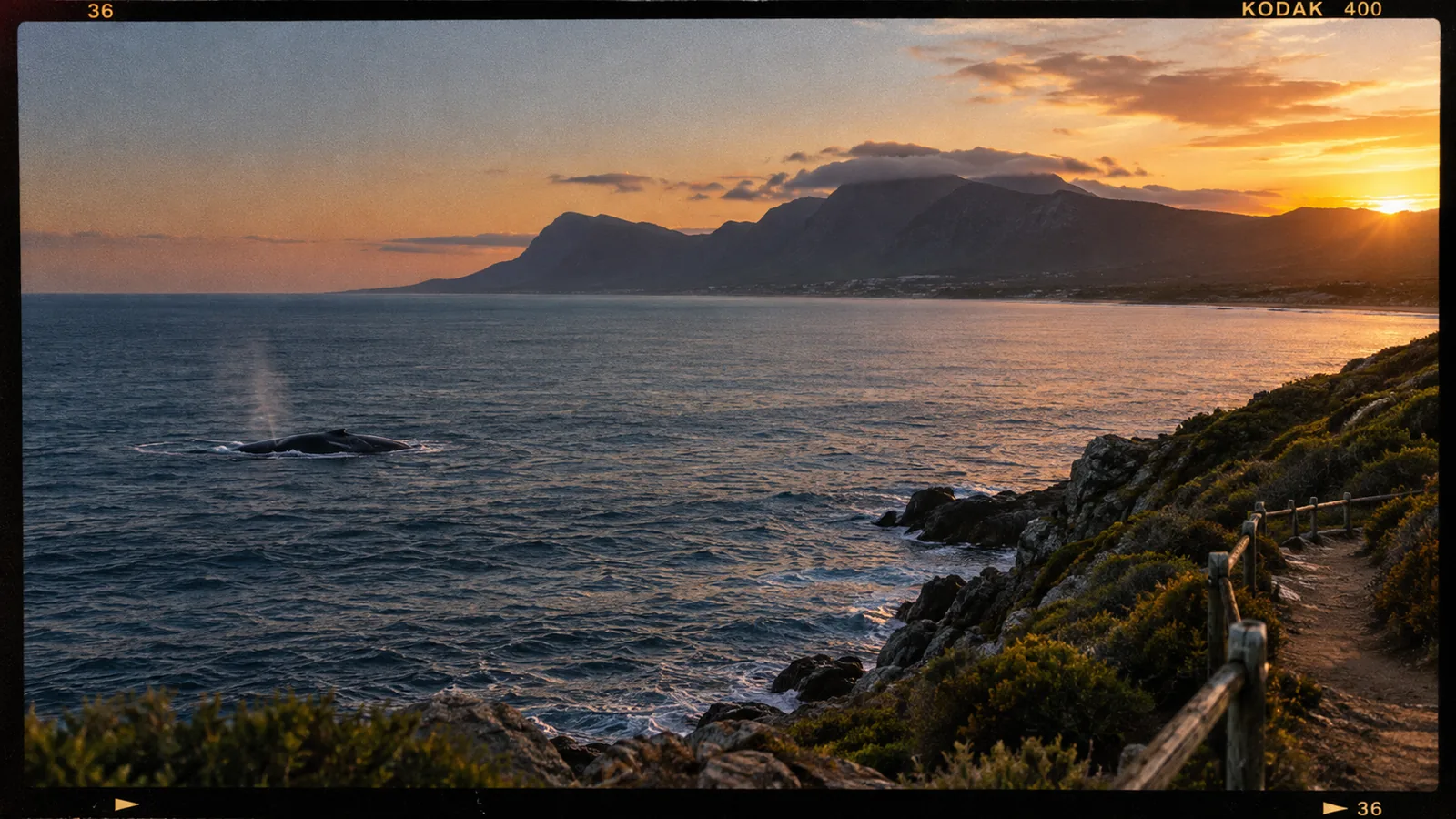 Walvissen kijken in Hermanus en het Cliff Path