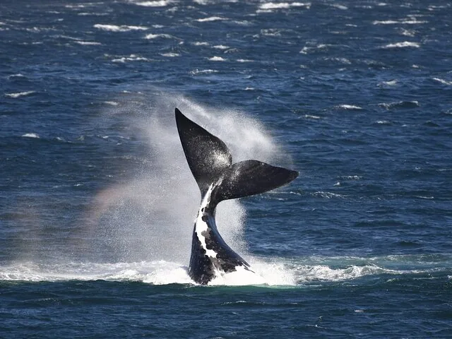 Een zwart-witte walvisstaart die hoog uit de blauwe oceaan spat.