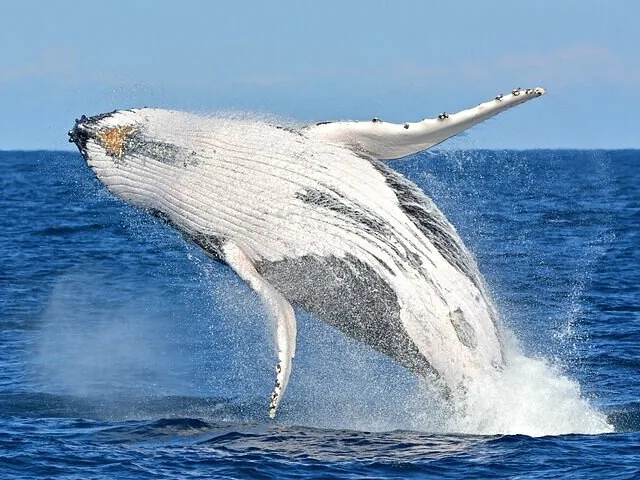 A large humpback whale breaching out of the blue ocean water.