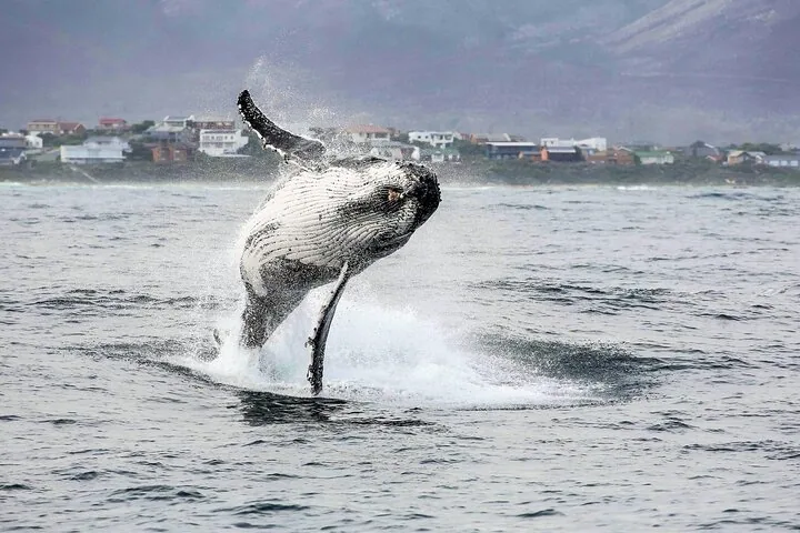A humpback whale breaching near the coast with houses and mountains in the background.