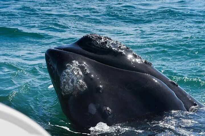Close-up of a southern right whale's head covered in callosities near a boat.