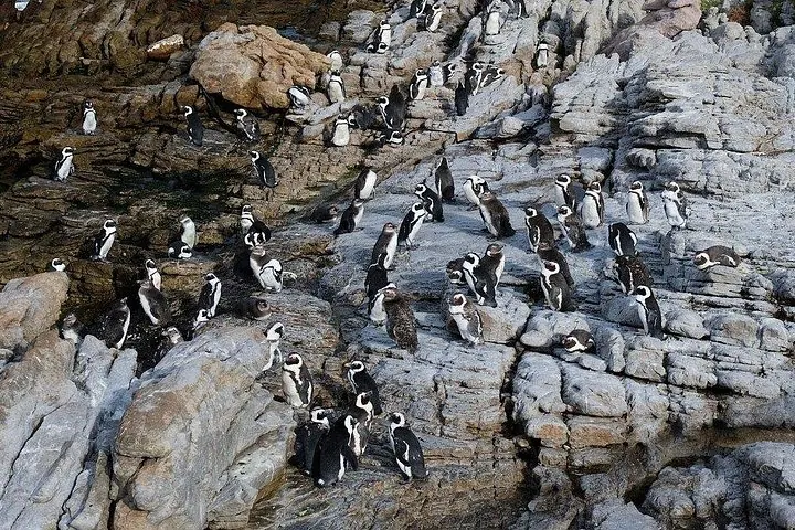 A large colony of penguins resting on rocky coastal terrain.