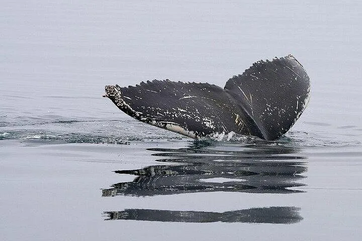 A black whale tail with barnacles diving into calm water, creating a reflection.