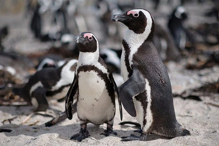 Twee Afrikaanse pinguïns staan op een zandstrand met anderen op de achtergrond.