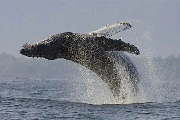 A humpback whale breaching out of the water, splashing heavily.