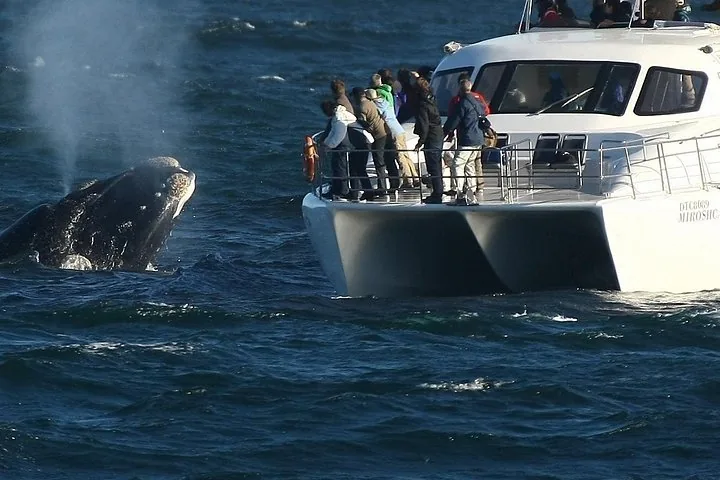 Een walvis komt boven water naast een witte catamaran vol mensen die naar walvissen kijken.