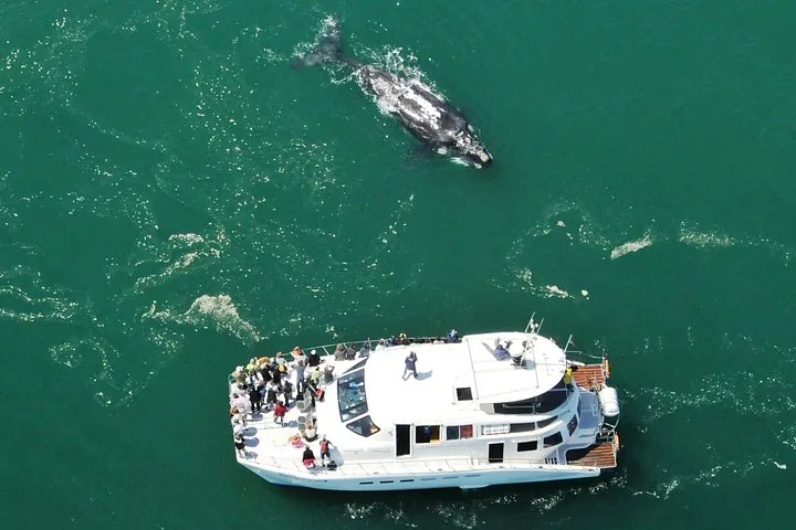 Aerial view of a whale swimming near a white tour boat in green water.