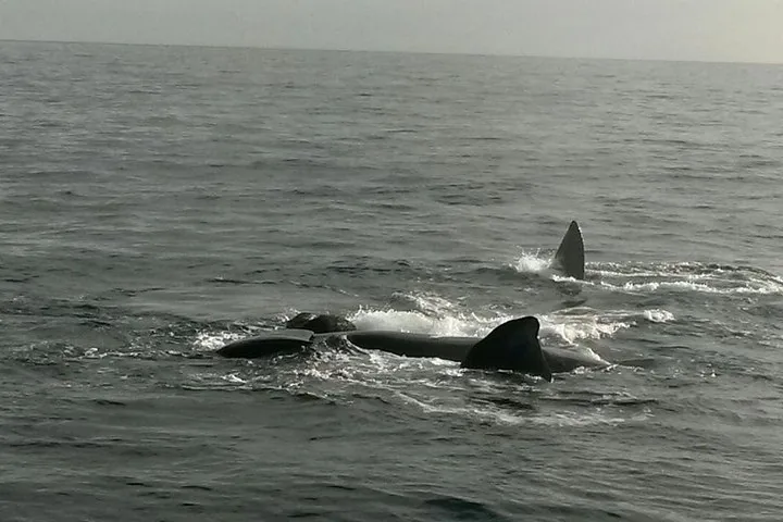Two dark whale fins sticking out of the ocean water surface.