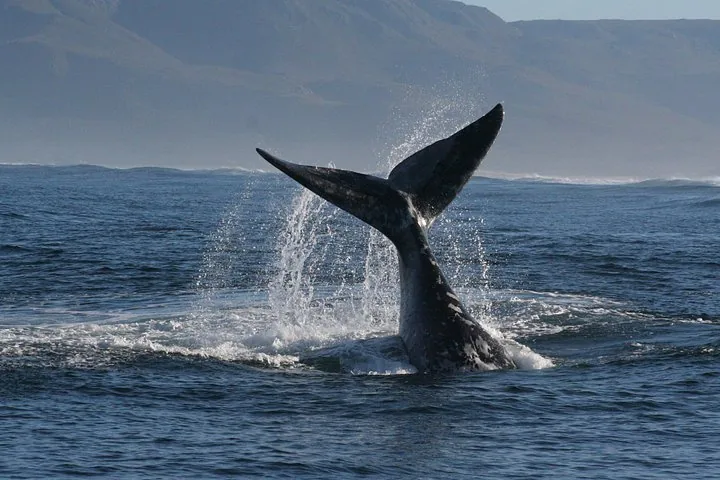 A large whale tail splashes out of the water with mountains in background.